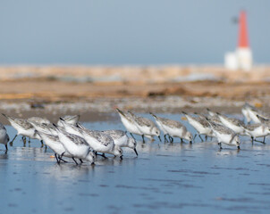 Seagull Chicks Feeding Frenzy
