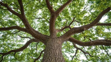 Majestic tree with sprawling branches and vibrant green leaves, isolated background.