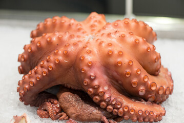 Close up of a fresh octopus at display at the Central Market in Valencia © Catalin