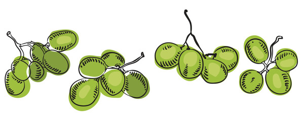 Set of branches of ripe wine grapes in sketch. A small twigs of purple berries. Vector illustration of organic vitamin fruit. Eco label concept for natural grape flavor. Design of wine, juice.
