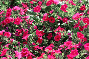Fototapeta premium A vibrant packed flower bed of bright pink petunias in full bloom. The flowers are surrounded by lush green foliage, creating a striking contrast with the vivid pink petals
