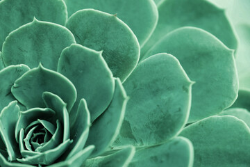 The close-up of a green succulent plant with thick, smooth leaves arranged in a circular pattern. Sempervivum. Stone rose. Colorful green plant. Summer season. Spring season. Houseplant. Succulent