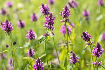 Obraz premium Betonica officinalis plants on meadow