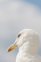 Close up shot of a sea gull head