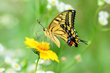 アゲハチョウ/キバナコスモス