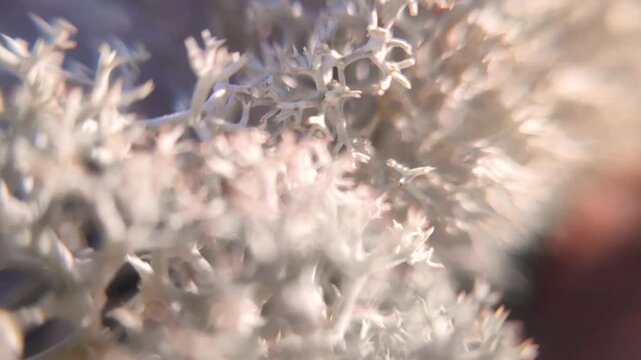 dynamic close-up of mosses, lichens and small plants in slow motion