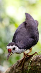 Bird searching food (White-breasted waterhen)