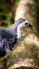 Bird searching food (White-breasted waterhen)