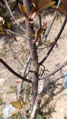 African milk bush, Euphorbe marbée, Euphorbe à ombelle - Euphorbia umbellata - Euphorbiaceae, Euphorbiacées