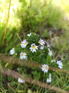 eyebright euphrasia officinalis euphraise de rostkov casse-lunettes