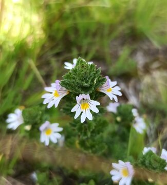 eyebright euphrasia officinalis euphraise de rostkov casse-lunettes
