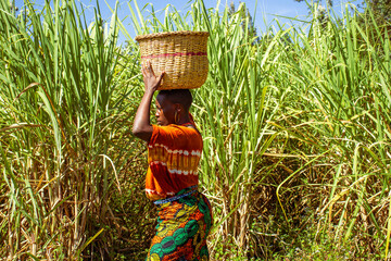 A young African woman carrying a basket on her head while walking across a sugarcane plantation 