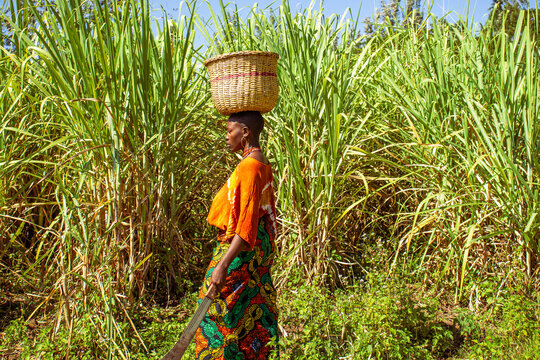 A young African woman carrying a basket on her head while walking across a sugarcane plantation 