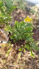 Grey leaved euryops, Euryops pectiné, Marguerite des savanes - Euryops pectinatus, Othonna pectinata - Asteraceae, Astéracées