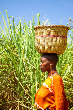 A young African woman carrying a basket on her head while walking across a sugarcane plantation 
