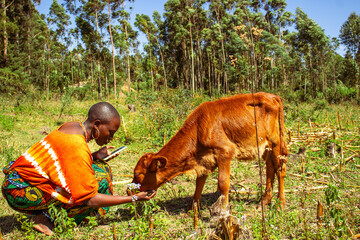 A young African woman petting a lovely brown calf in the farm on a sunny day

