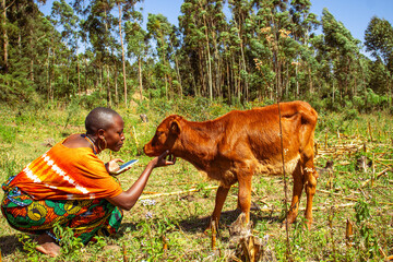 A young African woman petting a lovely brown calf in the farm on a sunny day

