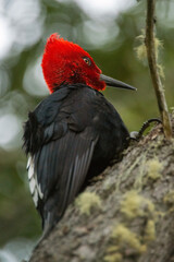 Giant Woodpecker Magellanicus taps on a tree trunk in Patagonia on the border with Tierra del Fuego between Argentina and Chile