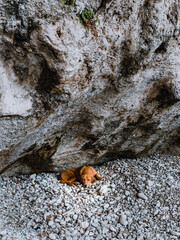 A retriever rests on a pebble beach, blending in with the smooth gray stones. Bay in Turkey