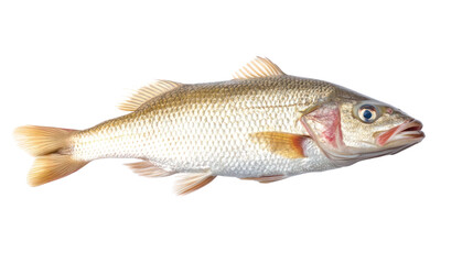 Obraz premium fish on a white background