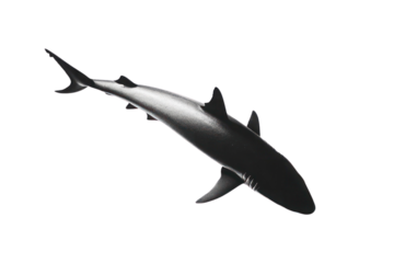 shark isolated on white