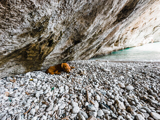 A dog having some fun leisure time at a rocky beach.
