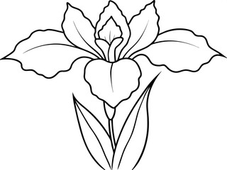 Minimalist line art illustration of iris flower outline, black and white floral vector, white background