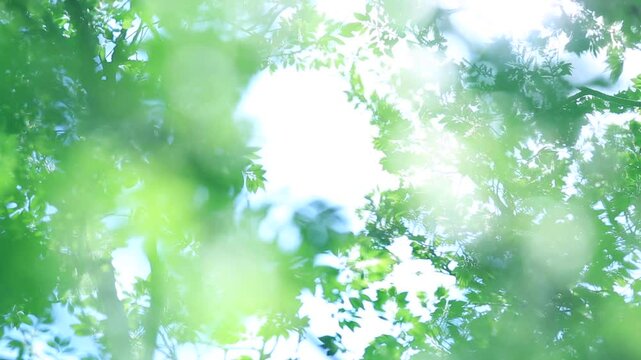 新緑と木漏れ日