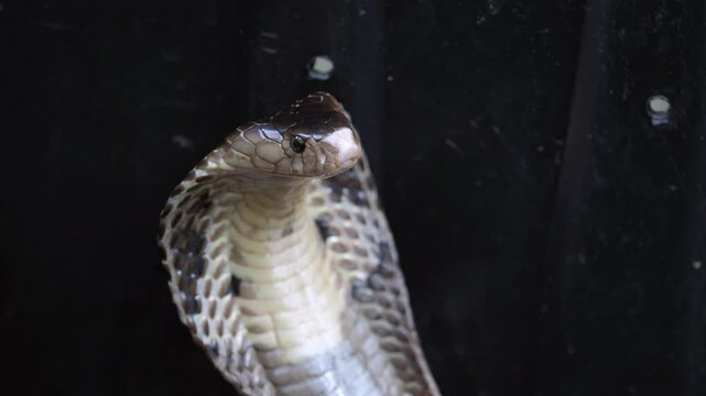 Cobra, deadly serpent living in nature