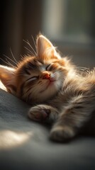 Contented kitten resting peacefully, soft expression, serene minimalistic environment, evokes warmth and tranquility