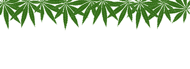 Obraz premium Cannabisblätter Hintergrund. Banner mit Cannabisblätter am oberen Bildrand.