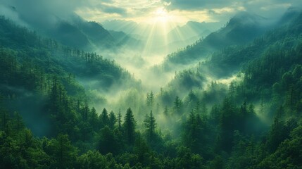 Obraz premium Misty mountain forest with sunlight filtering through tall trees, serene atmosphere, enchanting nature scene, peaceful retreat