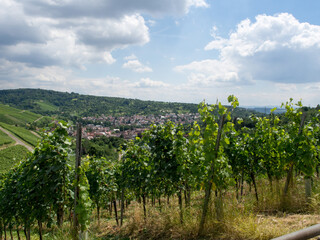 Vineyards in the village of Rotenberg, a district of Stuttgart, Germany
