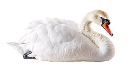 Mute swan on a white background. isolated background.