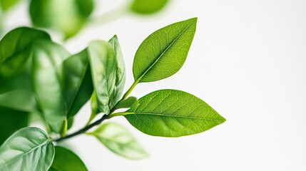 Close-up of vibrant green leaves on a branch, capturing the intricate details of nature's delicate beauty. This image evokes a sense of freshness, growth, and the vibrant energy of spring.