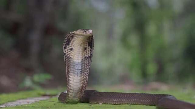 Cobra, deadly serpent living in nature