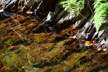 A blue damselfly rests peacefully on the rocks, blending into this tranquil ecosystem where foliage, branches, and reflections bring the forest stream to life.