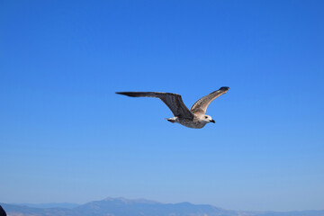 A seagull gracefully soaring against a backdrop of a clear blue sky. The bird's extended wings and peaceful expression convey a sense of freedom and serenity.