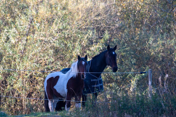 horse in the field