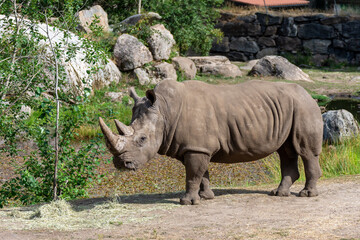 Naklejka premium rhino in the zoo