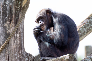 Monkey sitting on a tree