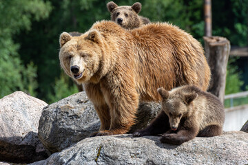 brown bear in zoo
