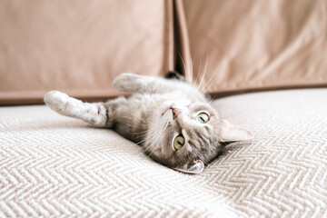 Beautiful striped gray cat with yellow eyes. Domestic cat lies on the sofa on a beige blanket. Cat in home interior. Image for veterinary clinics, cat sites.