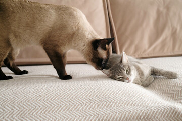 A domestic cat lies on a sofa on a beige blanket, a Siamese cat sniffs it. Two cats in a home interior. Image for veterinary clinics, cat sites.