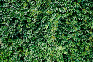 Green leaf texture. Leaf texture background. Shape and pattern of freshness green leaves for the natural background and wallpaper