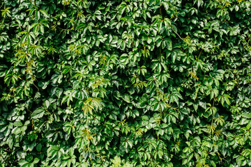 Green leaf texture. Leaf texture background. Shape and pattern of freshness green leaves for the natural background and wallpaper