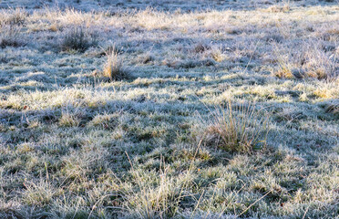 Grass frozen with frost after the first autumn frost in the morning