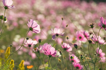 満開のコスモス畑
