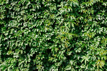 Green leaf texture. Leaf texture background. Shape and pattern of freshness green leaves for the natural background and wallpaper