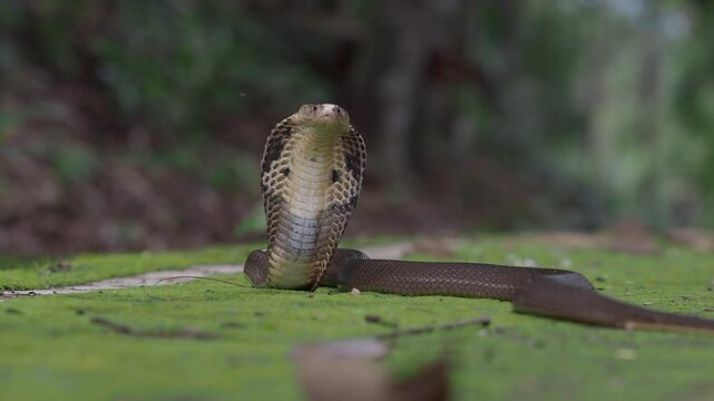 Cobra, deadly serpent living in nature